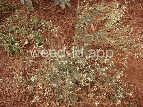 parthenium, ragweed